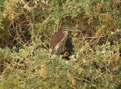 Green Heron