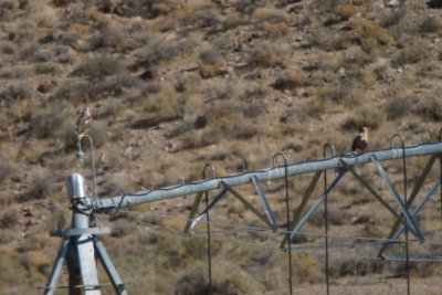 Ferruginous & Rough-legged Hawk