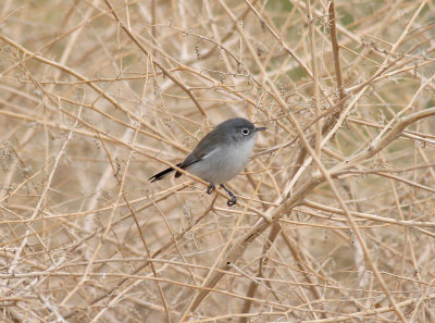 Black-tailed Gnatcatcher