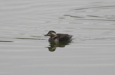 Long-tailed Duck