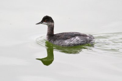 Eared Grebe