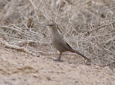 Crissal Thrasher