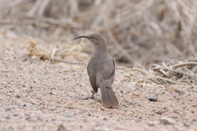 Crissal Thrasher