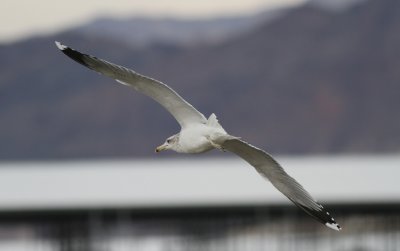 California Gull