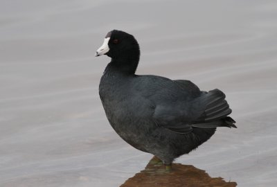 American Coot