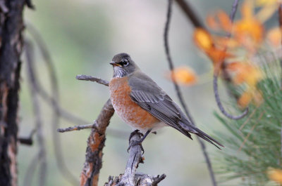 American Robin