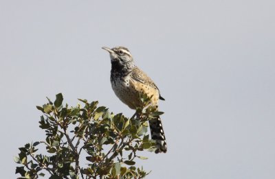 Cactus Wren