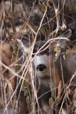 Mule Deer