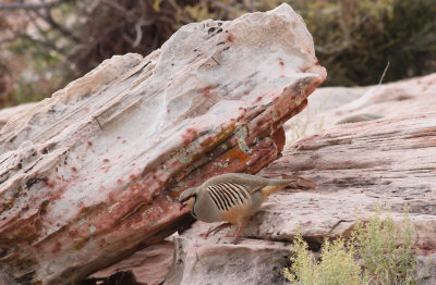 Chukar