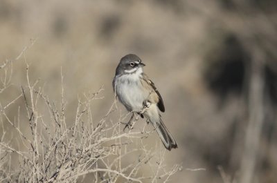 Sage Sparrow