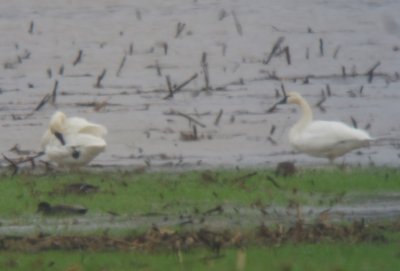 Tundra Swans