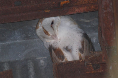 Barn Owl