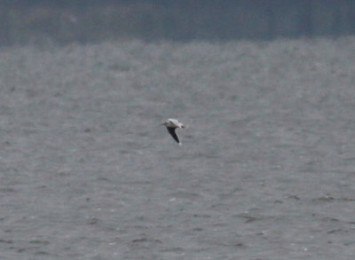 Little Gull