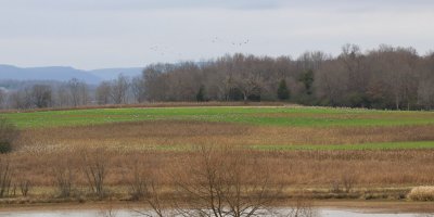 Hiwassee Sandhill Cranes