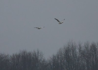 American White Pelicans