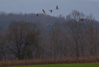 Whooping Cranes