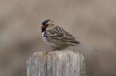 Harris's Sparrow