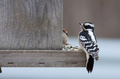 Downy Woodpecker