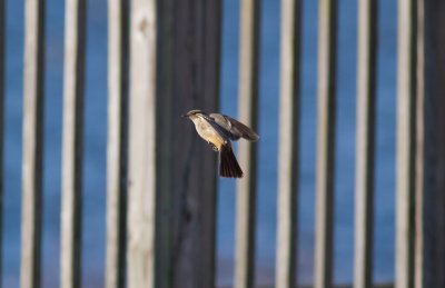 Say's Phoebe