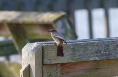 Say's Phoebe