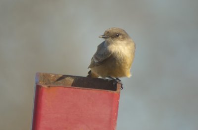 Say's Phoebe