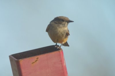 Say's Phoebe