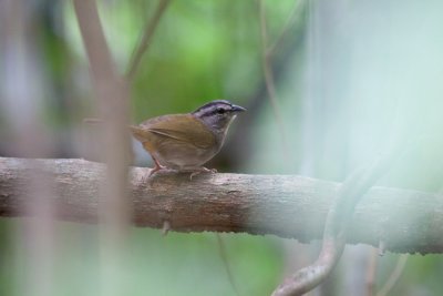 Green-backed Sparrow