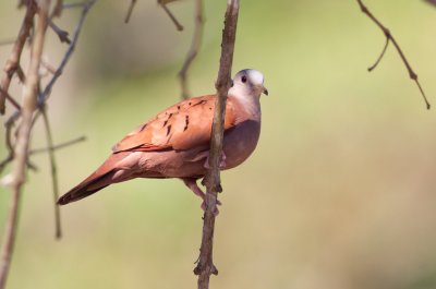 Ruddy Ground-Dove