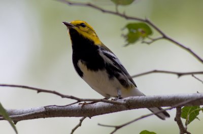 Black-throated Green Warbler