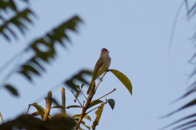 Yellow-bellied Elaenia