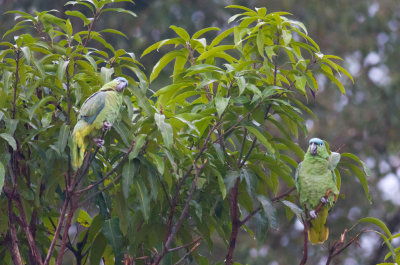 Mealy Parrots