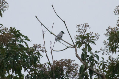 Black-crowned Tityra