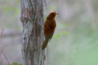 Ruddy Woodcreeper