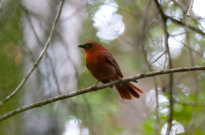 Red-throated Ant-Tanager