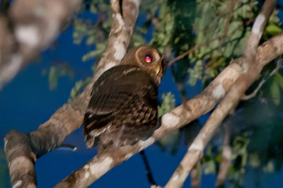 Mottled Owl