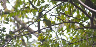 Green Shrike-Vireo