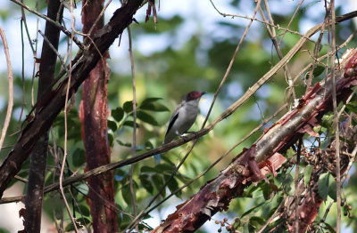 Masked Tityra