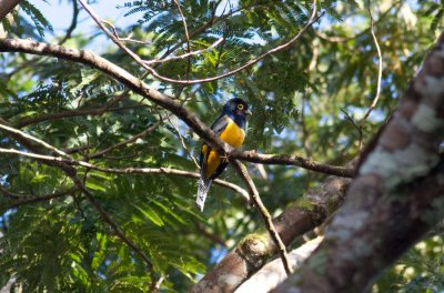 Gartered Trogon