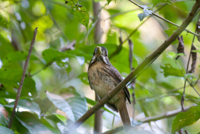 White-wiskered Puffbird