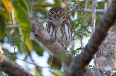 Ferruginous Pygmy-Owl