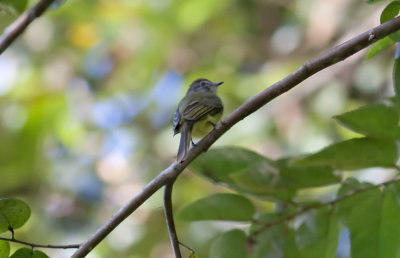 Greenish Elaenia