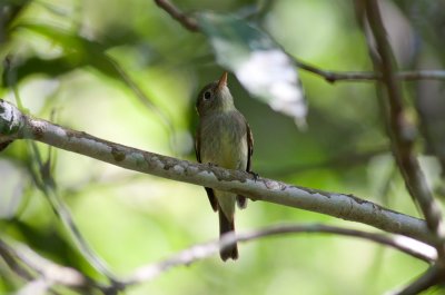 Yellow-bellied Flycatcher