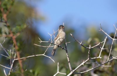 Northern Beardless-Tyrannulet