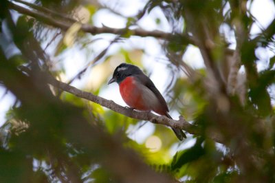 Gray-throated Chat