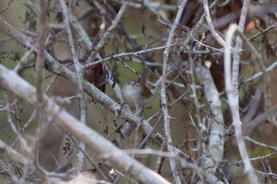 White-bellied Wren