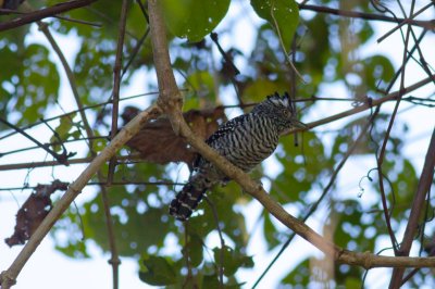 Barred Antshrike