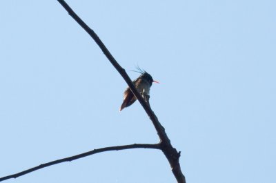 Black-crested Coquette