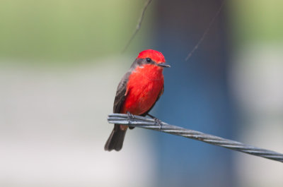 Vermilion Flycatcher