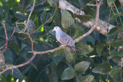 Blue Ground-Dove