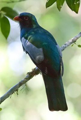 Slaty-tailed Trogon